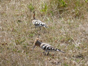 103 26 Des huppes fasciées