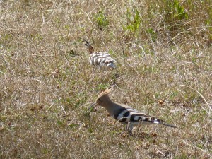 103 27 Des huppes fasciées