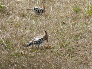 103 28 Des huppes fasciées