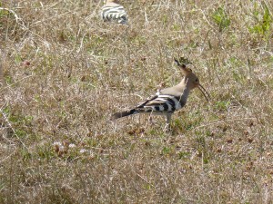 103 29 Des huppes fasciées