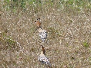 103 30 Des huppes fasciées