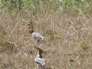 103 31 Des huppes fasciées