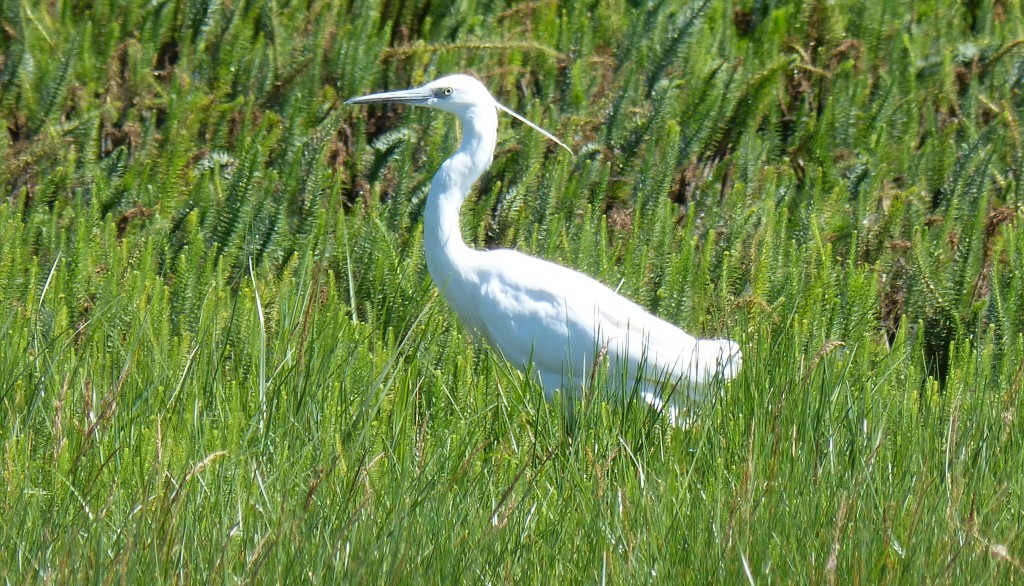 103 40 Une aigrette garzette