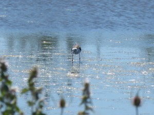 103 44 Une échasse blanche