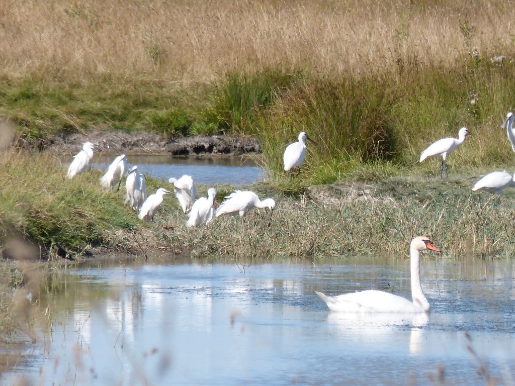 103 72 de grands zoisos blancs