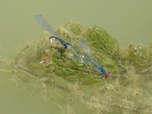 104-2 04 Naïade au corps vert