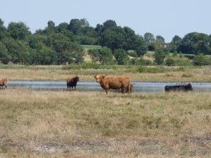 104-2 13 De belles vaches