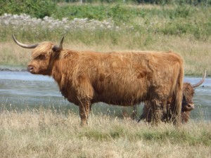 104-2 14 De belles vaches