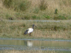 104-2 16 Un ibis sacré