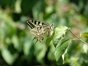 104-2 23 Un papillon machaon