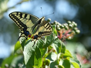 104-2 24 Un papillon machaon