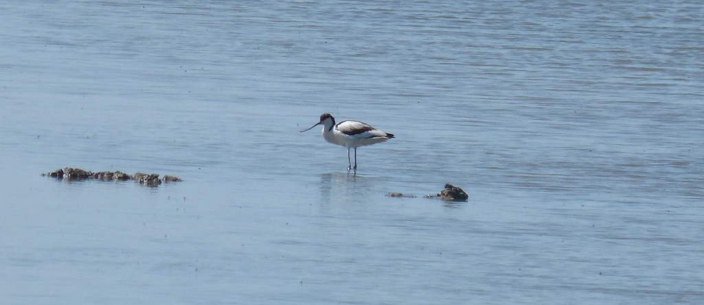 104-2 26 Une avocette élégante