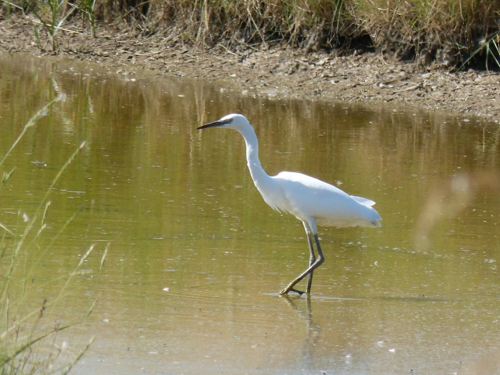 104-2 28 Une aigrette garzette