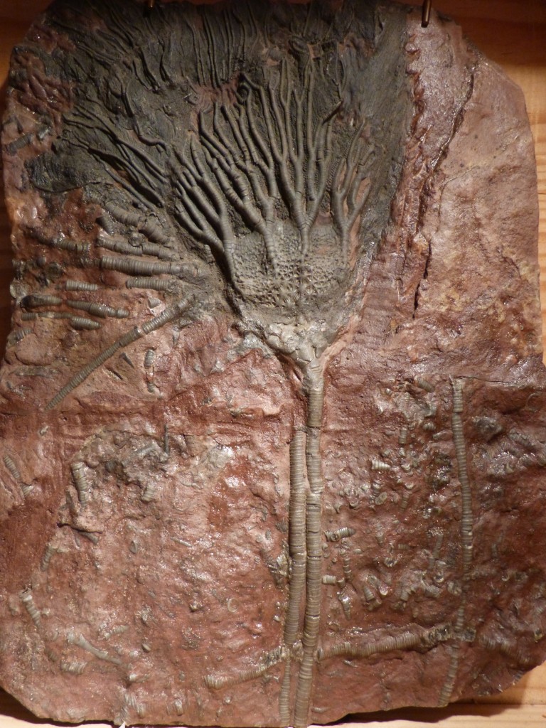 105-2 01 Un crinoïde