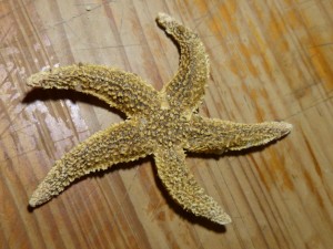 105-2 04 Une étoile de mer
