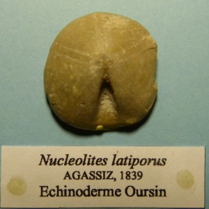 105-2 09 Nucleolites latiporus