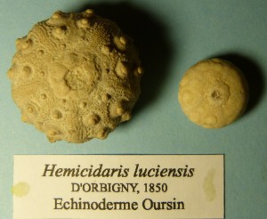 105-2 10 Hemicidaris luciensis