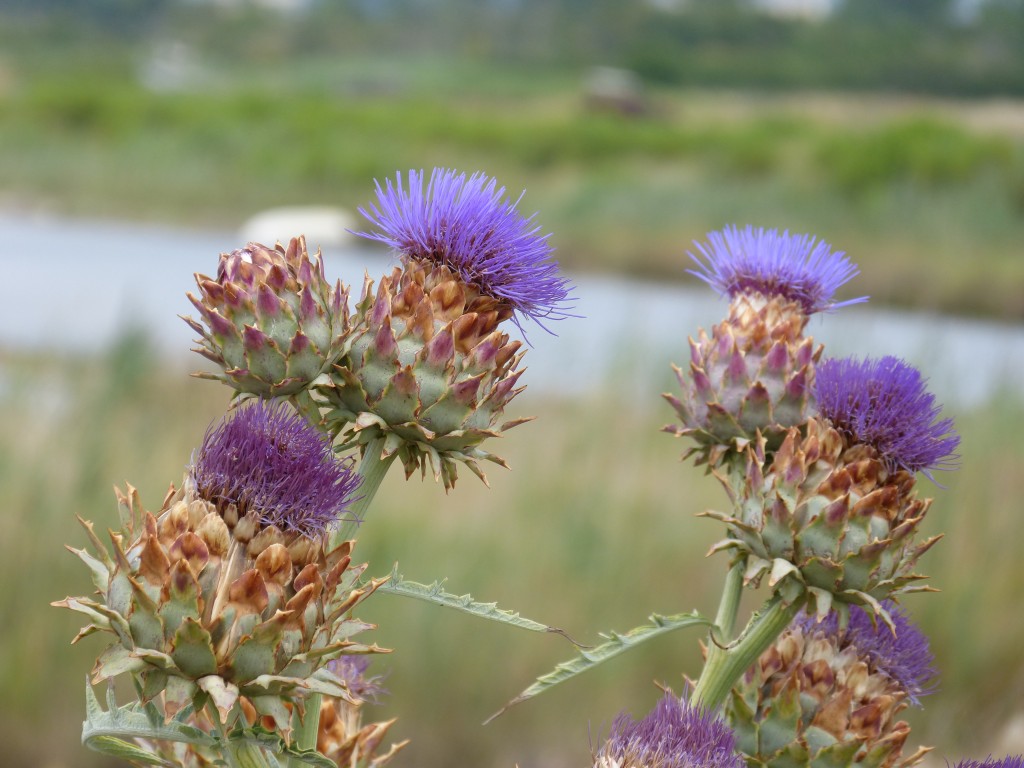 105-3 03 Un cynara