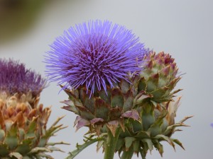 105-3 05 Un cynara