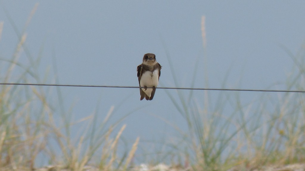 105-3 07 Une hirondelle rustique