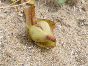 105-3 17 Liseron des sables