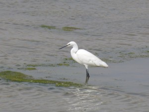 105-3 65 Une aigrette garzette