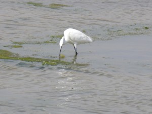 105-3 66 Une aigrette garzette