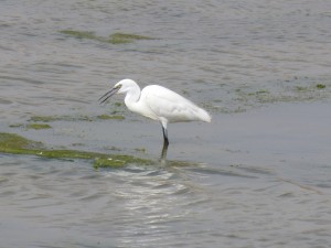 105-3 67 Une aigrette garzette