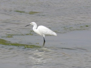 105-3 68 Une aigrette garzette