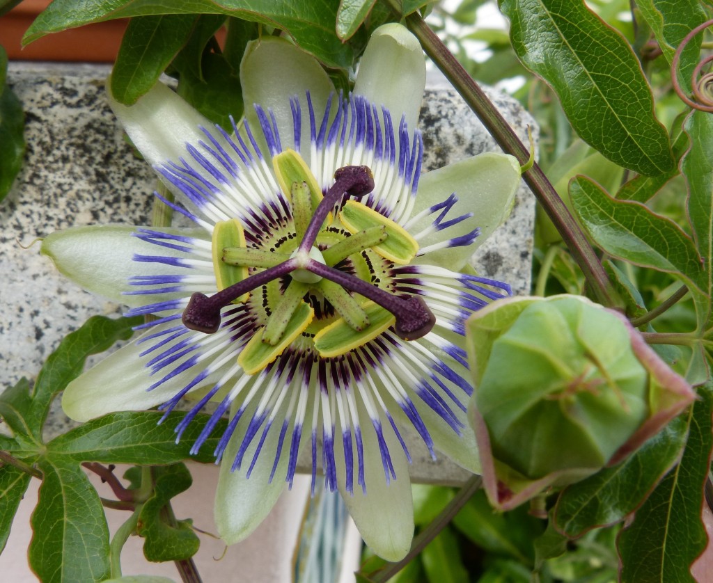 106 02 Une fleur de la Passion