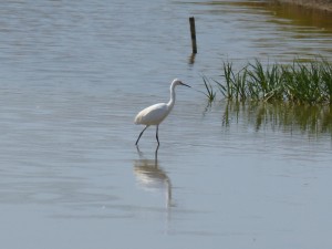 106 30 Une aigrette garzette