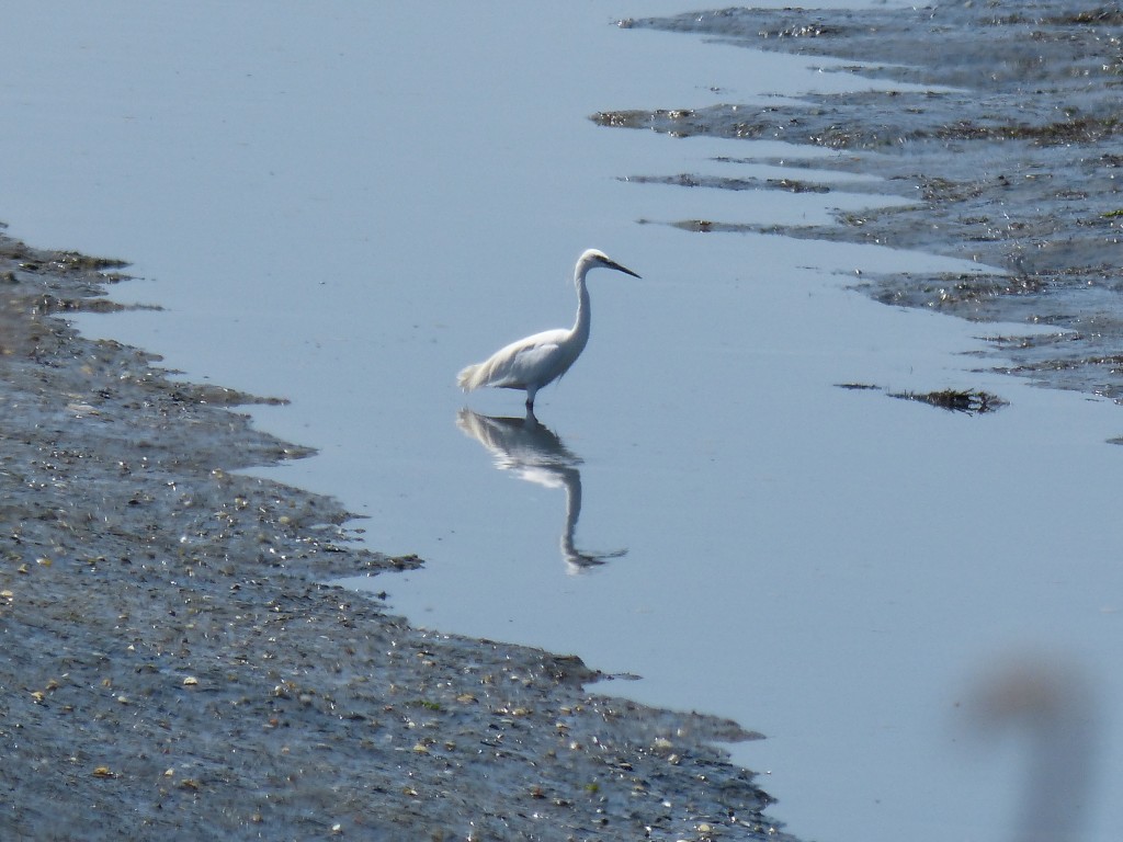 107-1 02 Une aigrette garzette