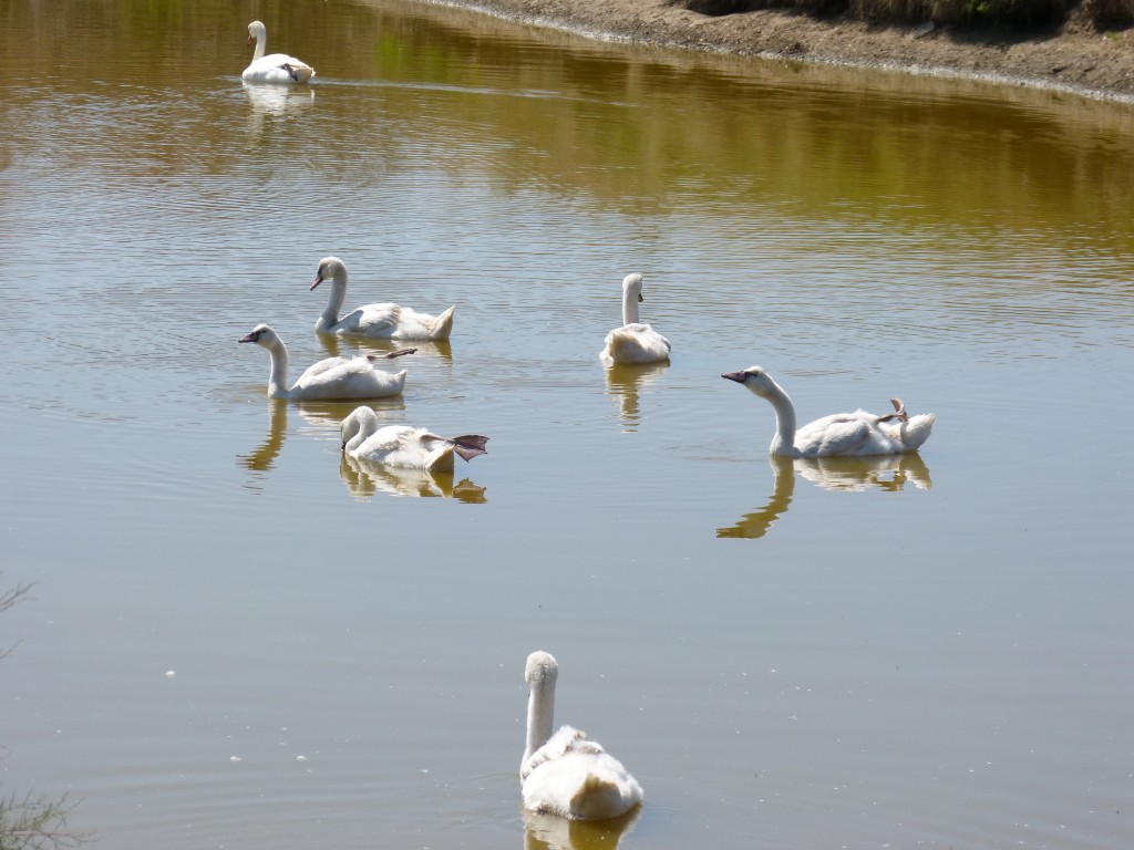 107-1 10 Une famille de cygnes