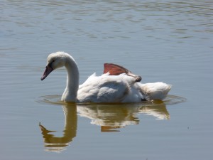 107-1 11 Un petit cygne