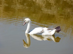 107-1 12 Un petit cygne