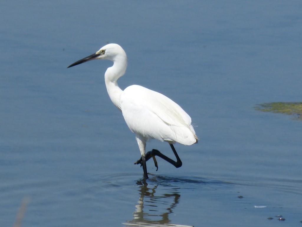 107-1 29 Une aigrette garzette