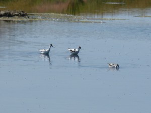 107-1 33 Des avocettes élégantes