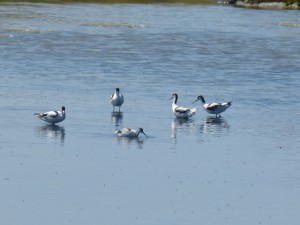 107-1 34 Des avocettes élégantes