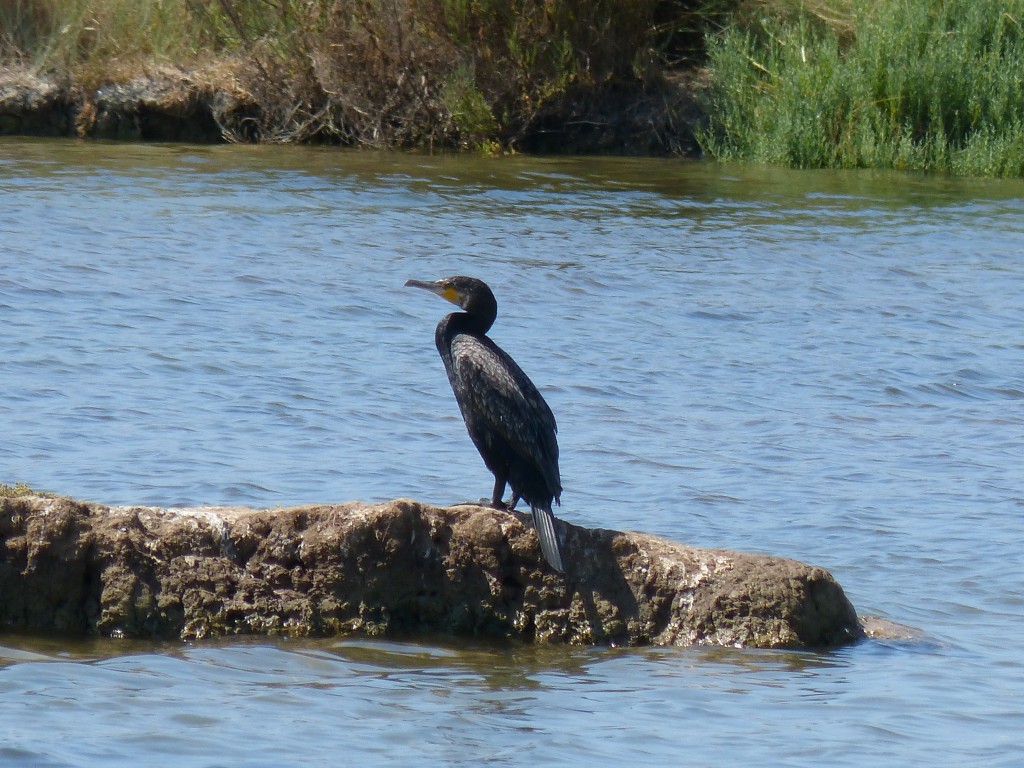 107-1 36 Un grand cormoran