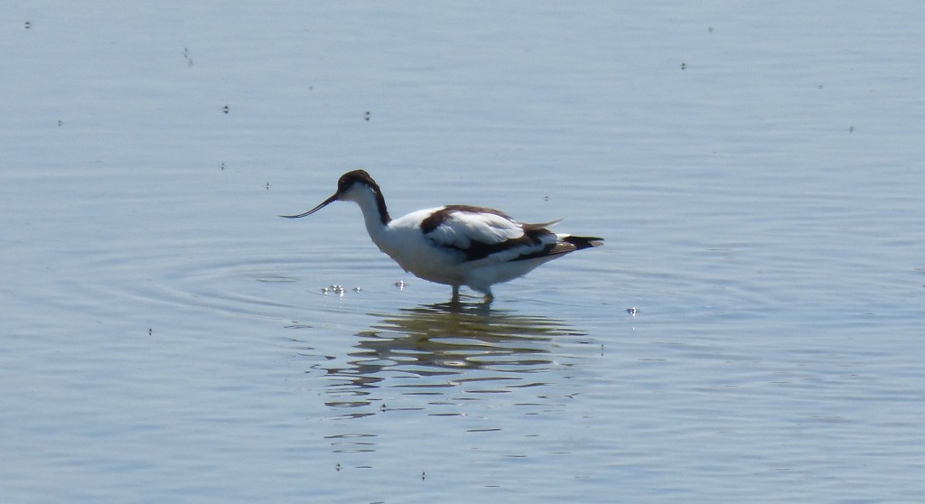 107-1 41 Une avocette élégante