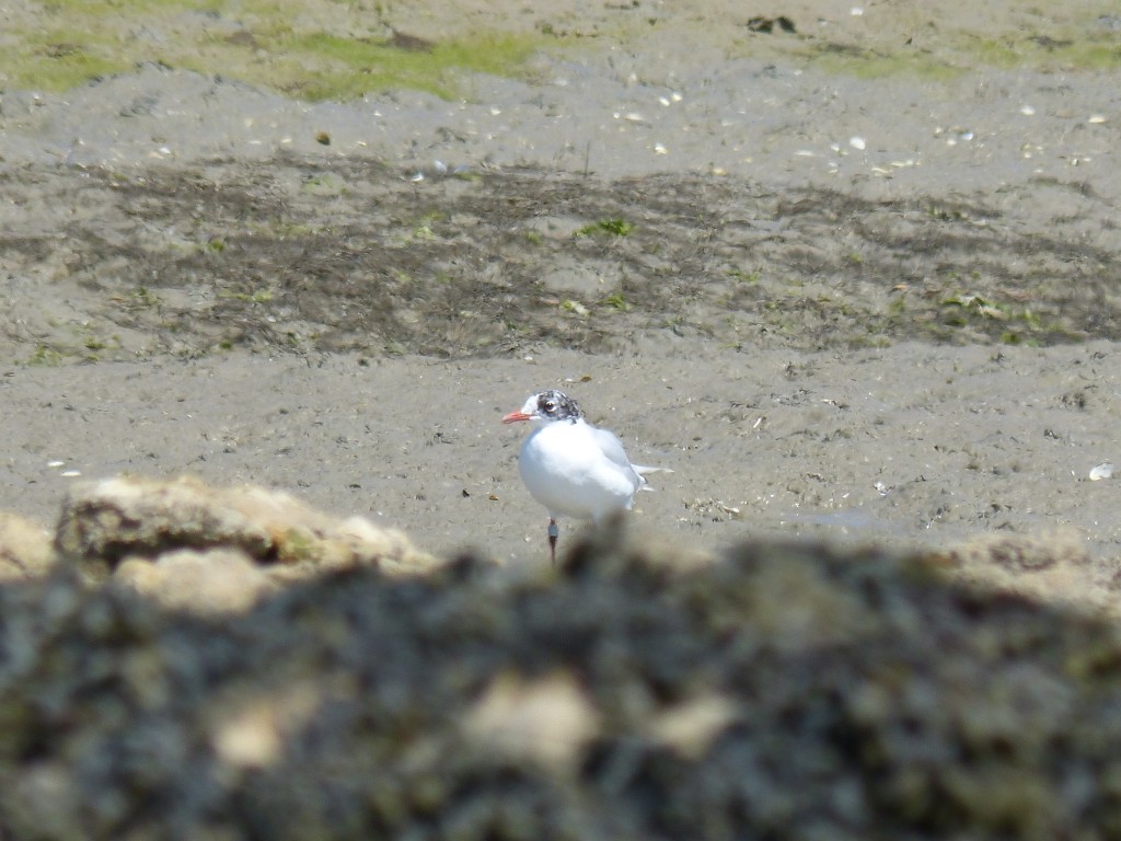 107-2 19 Une drole de mouette