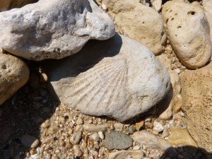 107-2 29 Un bivalve fossile