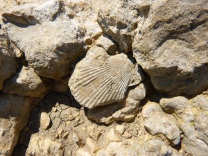 107-2 30 Un autre bivalve fossile