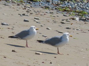 107-3 17 Deux goélands argentés