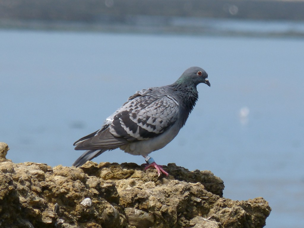 108 03 Pigeon biset