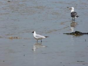 108 13 Une mouette qui rigole