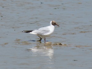 108 14 Une mouette qui rigole