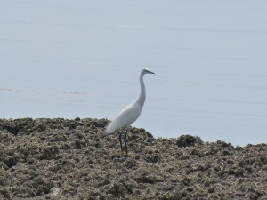 108 25 Une aigrette garzette