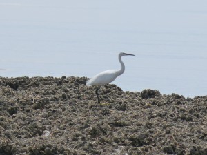 108 26 Une aigrette garzette