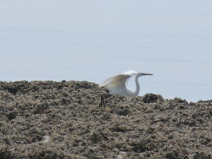 108 27 Une aigrette garzette